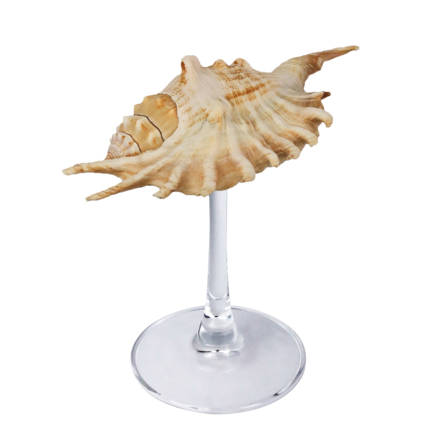 Creative Gifts Natural conch cup Conch glass Suitable for wedding bridesmaids gift Valentine's Day souvenir gift