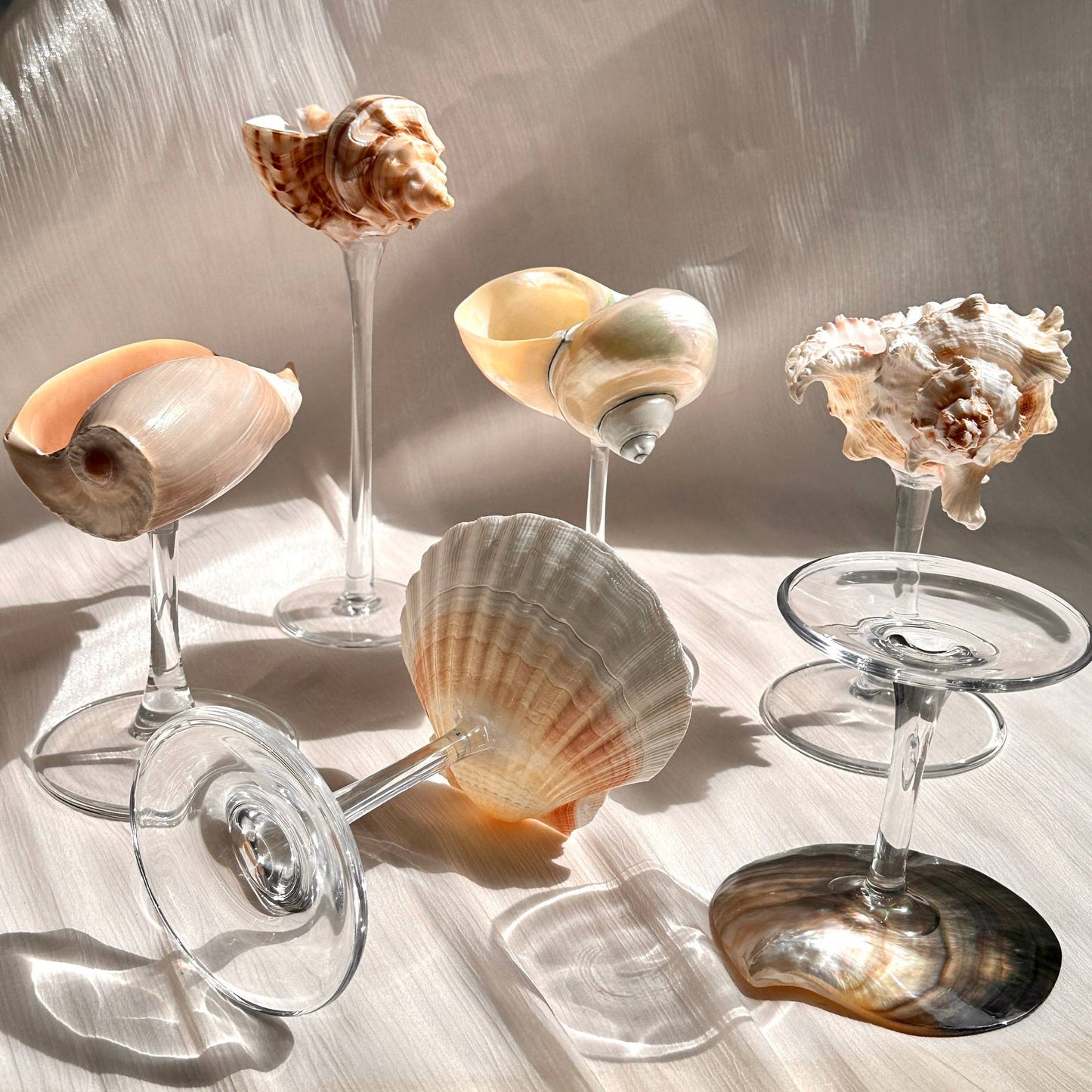 Creative Gifts Natural conch cup Conch glass Suitable for wedding bridesmaids gift Valentine's Day souvenir gift